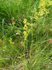 Galium × pomeranicum
