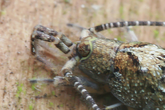 Lepismachilis notata