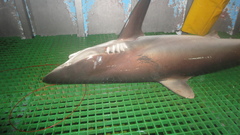 Carcharhinus falciformis