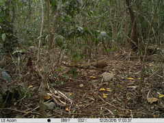 Crypturellus cinnamomeus