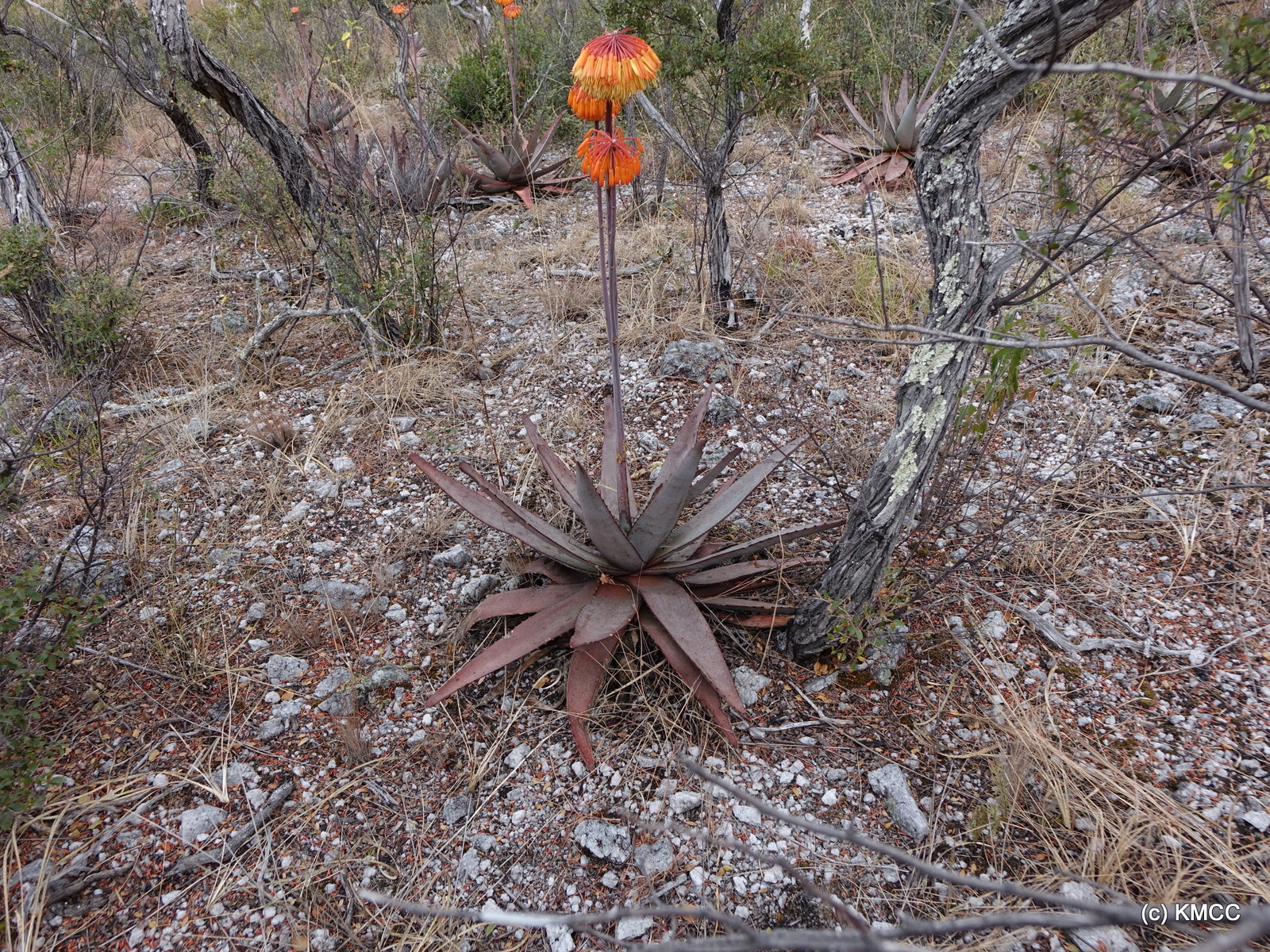 Aloe capitata var. quartziticola