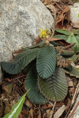 Acrotrema costatum