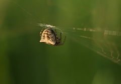 Gibbaranea bituberculata