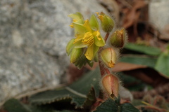 Acrotrema costatum