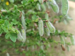 Cytisus scoparius insularis
