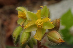 Acrotrema costatum