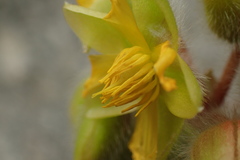 Acrotrema costatum
