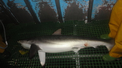 Carcharhinus falciformis