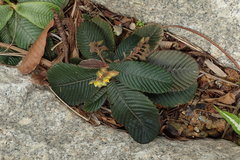 Acrotrema costatum