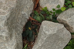 Acrotrema costatum