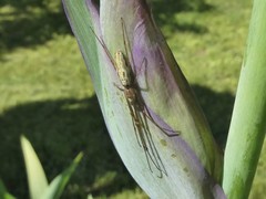 Tetragnatha montana