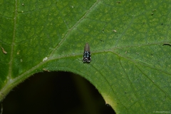 Anacampsis levipedella