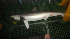 Carcharhinus falciformis