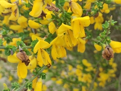 Cytisus scoparius insularis