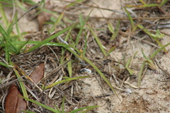 Systoechus candidulus