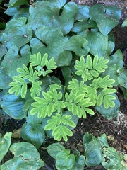Corydalis scouleri
