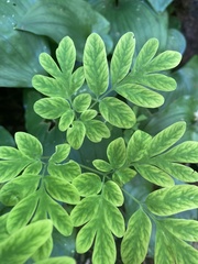 Corydalis scouleri