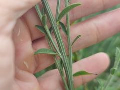 Cytisus scoparius insularis
