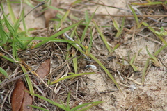 Systoechus candidulus