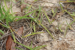 Systoechus candidulus