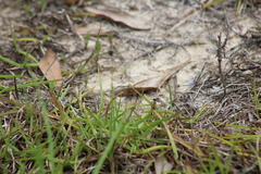 Systoechus candidulus