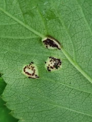 Puccinia aegopodii
