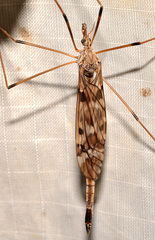 Tipula longiventris