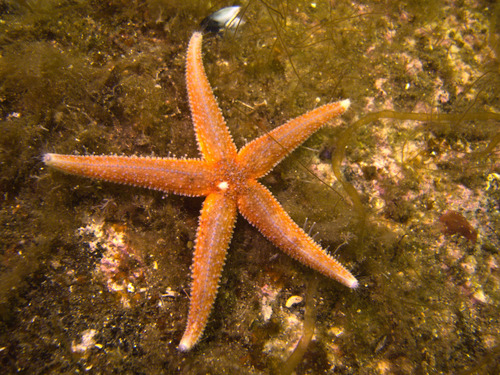 Common Sea Star, photo 7 of 10