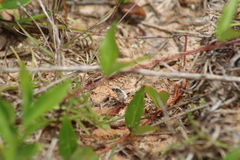 Systoechus candidulus