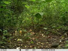 Crypturellus cinnamomeus