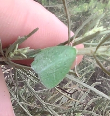 Synchlora faseolaria