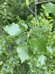 Populus alba