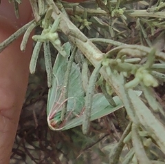 Synchlora faseolaria