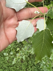 Populus alba