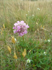 Armeria maritima elongata