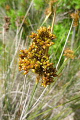 Juncus