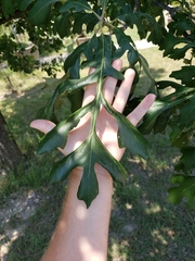 Quercus macrocarpa