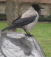 Corvus cornix