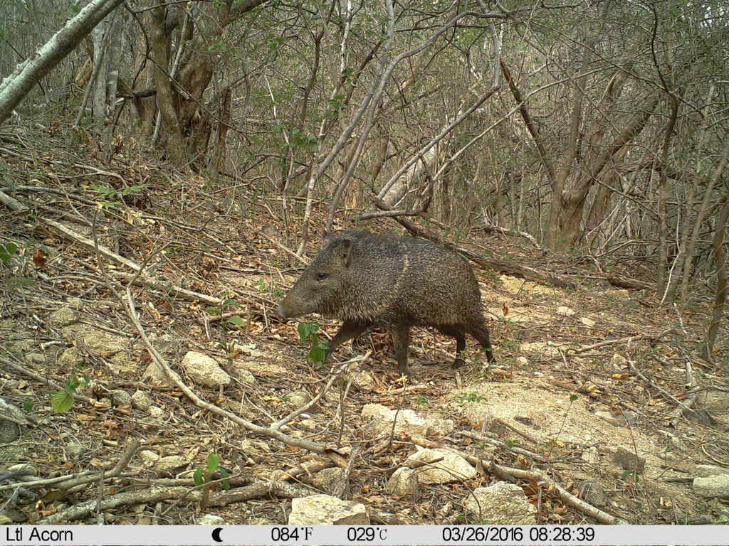 Collared Peccary From Chiapas Arriaga On March 15 2016 At 0600 Pm By Fototeca Nacional De 