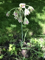 Allium siculum