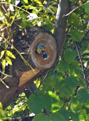 Trachyphonus vaillantii