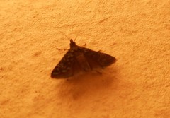 Heliothela wulfeniana