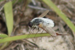 Systoechus candidulus