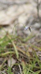 Systoechus candidulus