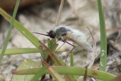 Systoechus candidulus