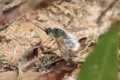 Systoechus candidulus