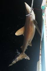 Carcharhinus longimanus