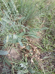 Astragalus brachycarpus