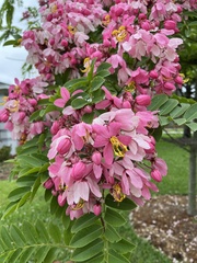 Fabaceae