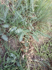 Astragalus brachycarpus